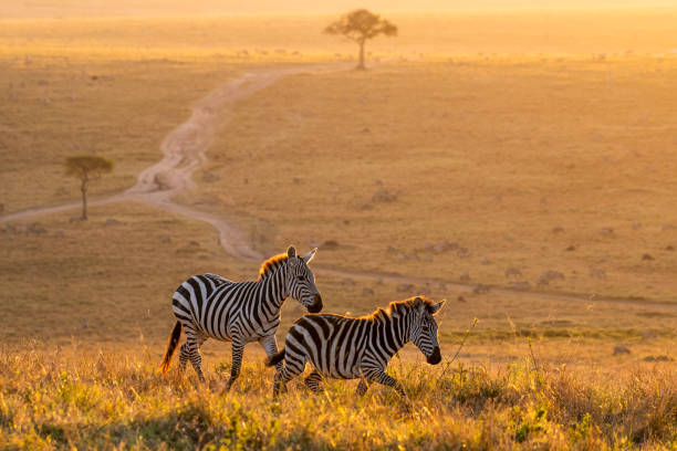 Best Places To Visit In Kenya Wih Phonex Expeditions Africa 2026