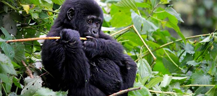 3 Day  Fly In Gorilla Safari To Uganda