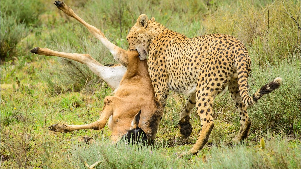 3- Day Masai Mara Flying Safari