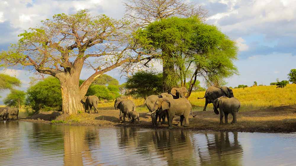 4 Day Mid-Luxury Glimpse Of Tanzania Safari