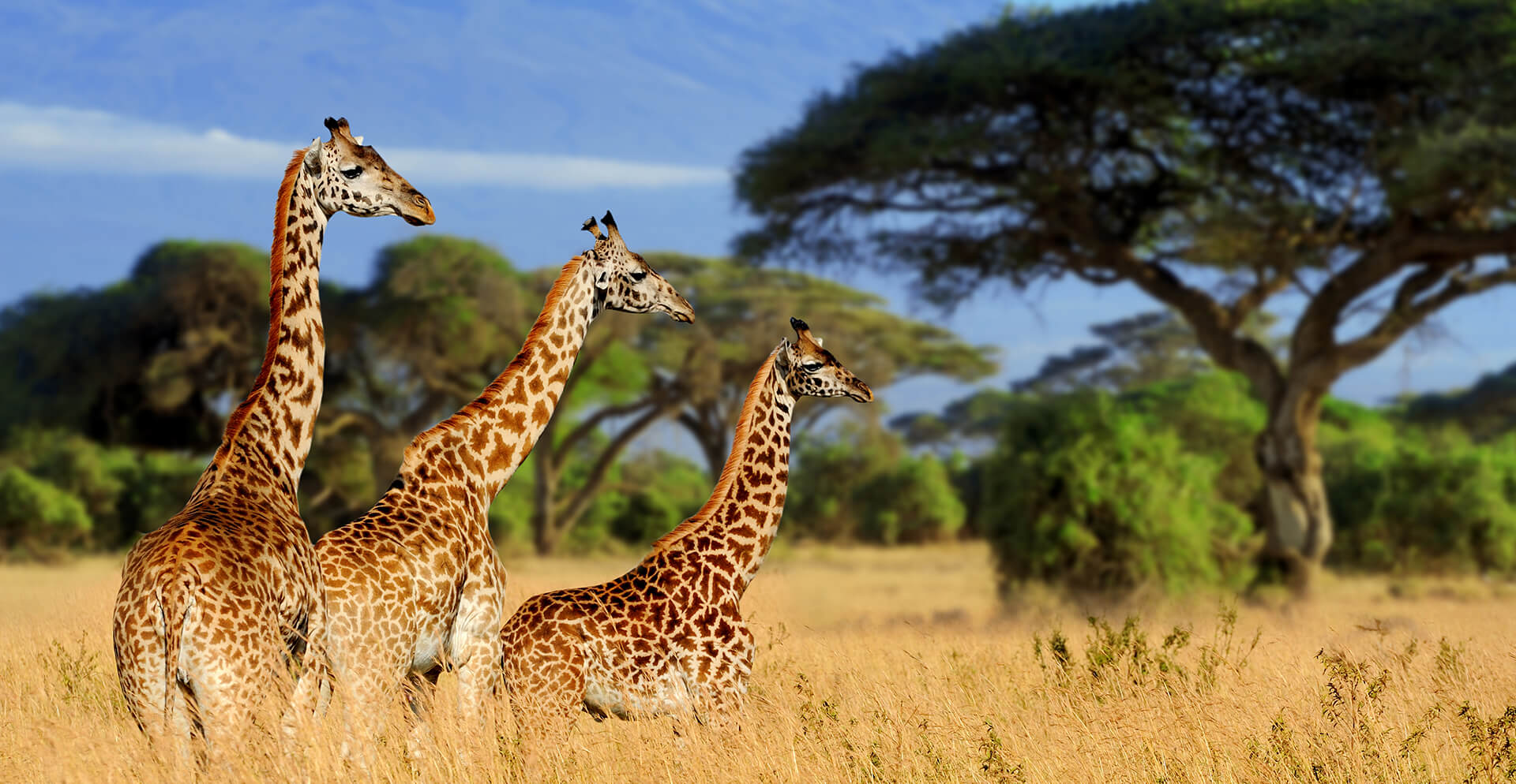 4 Day Mid-Luxury Glimpse Of Tanzania Safari