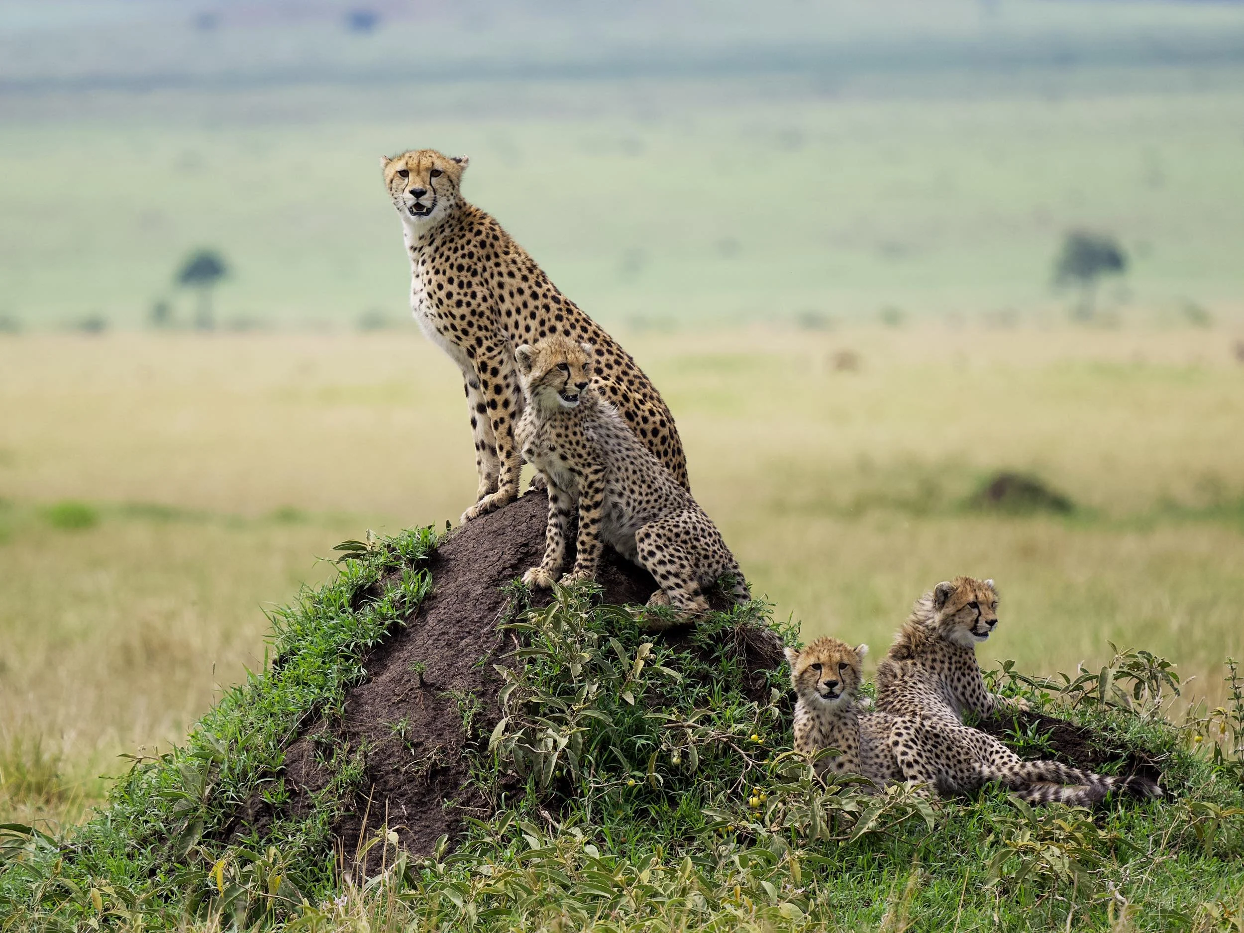 4 Day Serengeti Safari Game Package