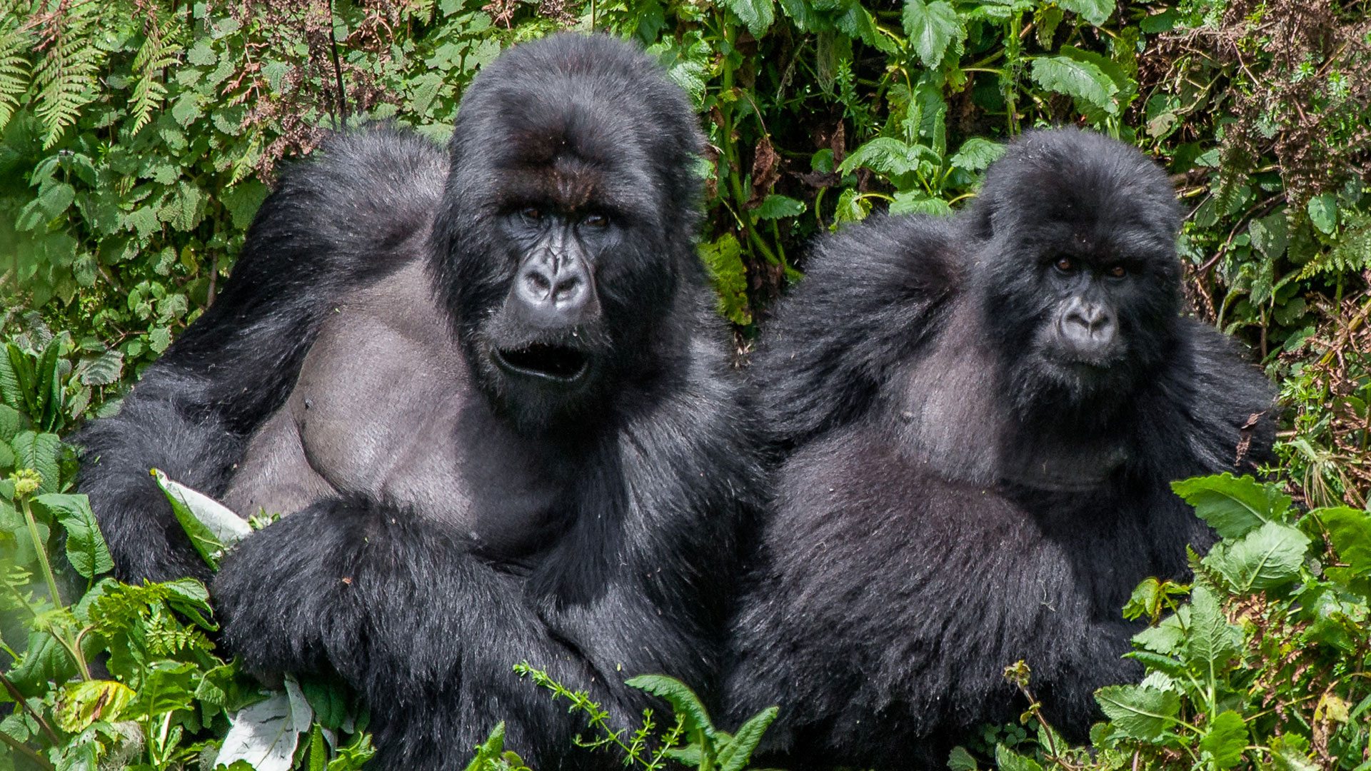 4 Days Gorilla Trek Uganda & Habituation