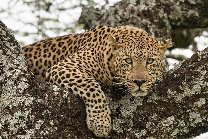 5 Day Luxury Best Of Tanzania Safari