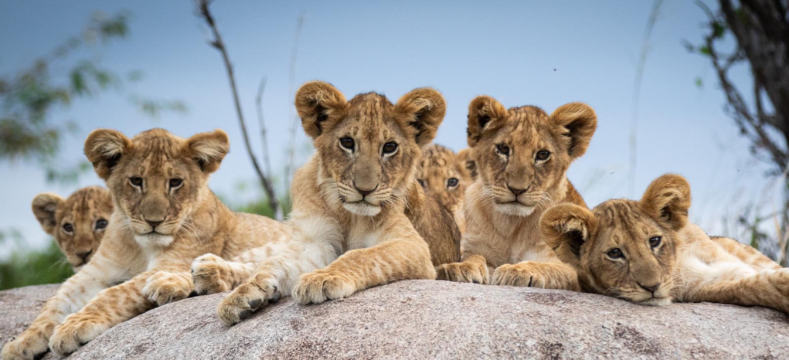 5 Day Mid- Range Best Of Tanzania Safari