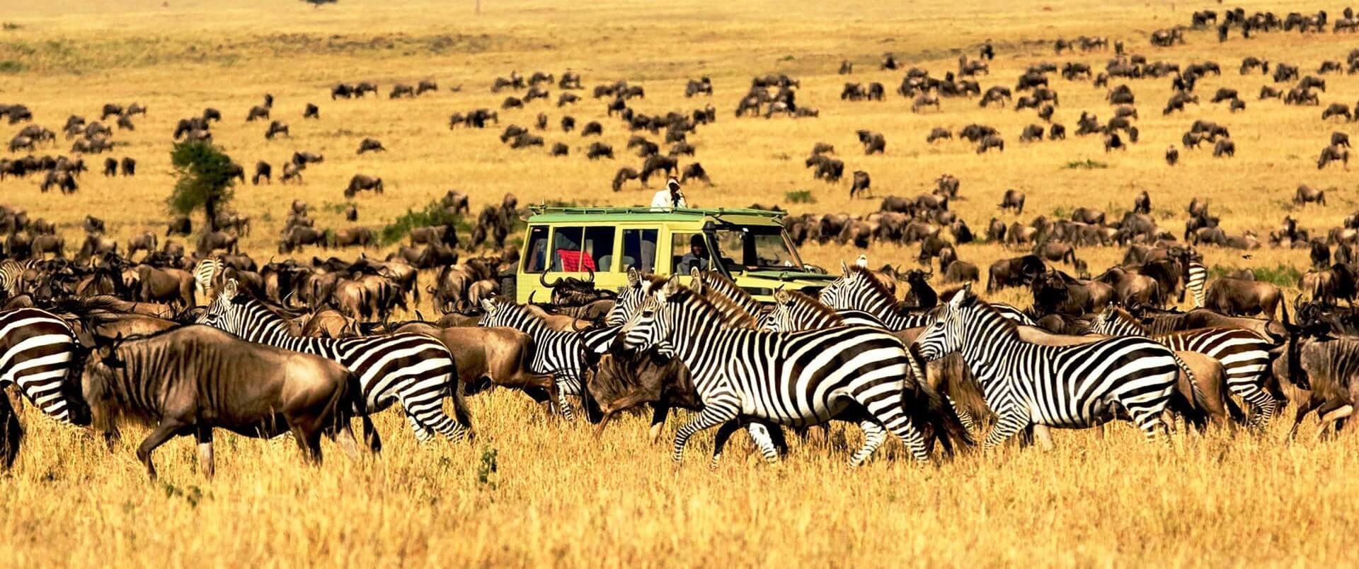 5 Day Mid- Range Best Of Tanzania Safari