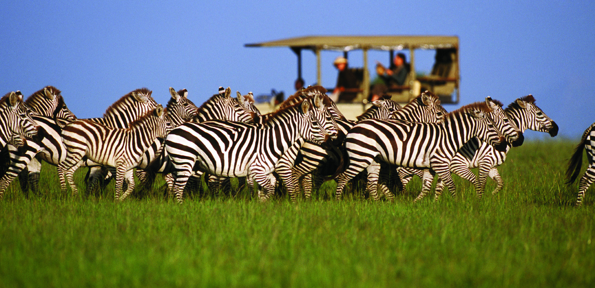 5 Day Mid- Range Best Of Tanzania Safari