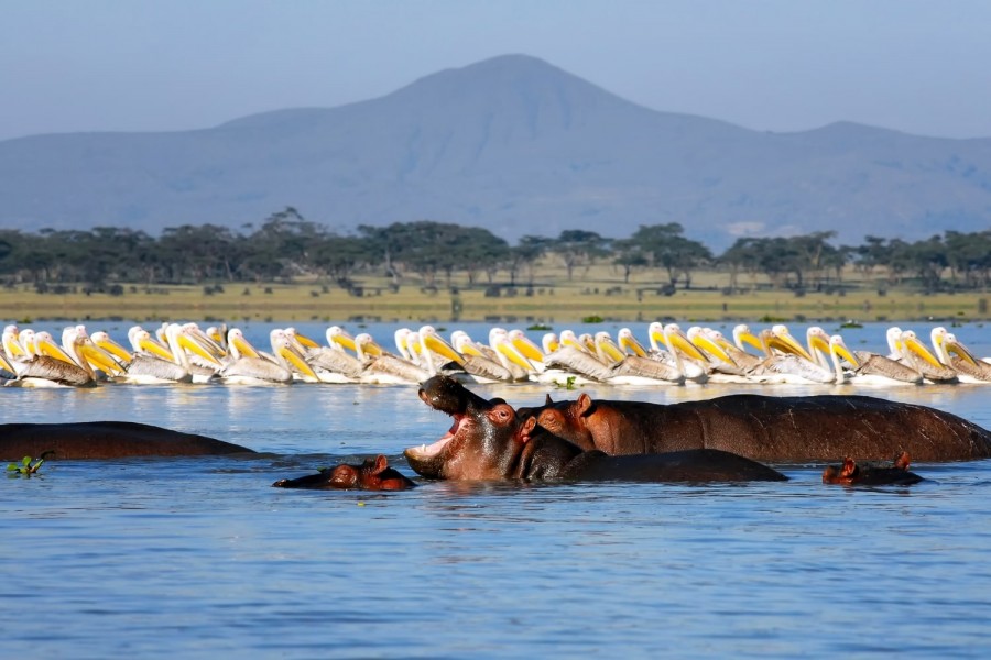 5 Days Ultimate Kenya Safari Experience