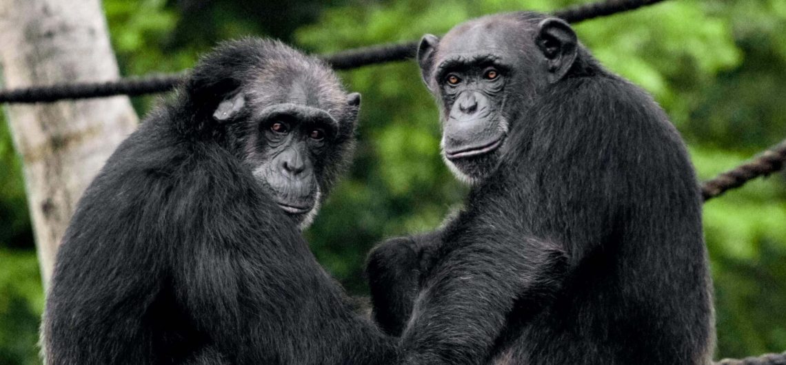 6 Days Kenya Family Safari Experience