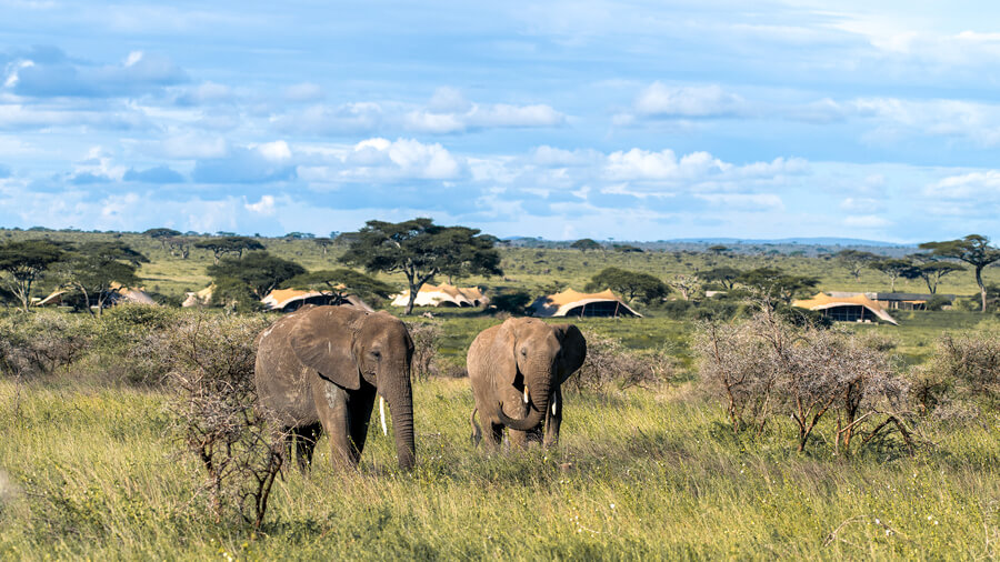 6 -Days Luxury + Tanzania Premium Safari