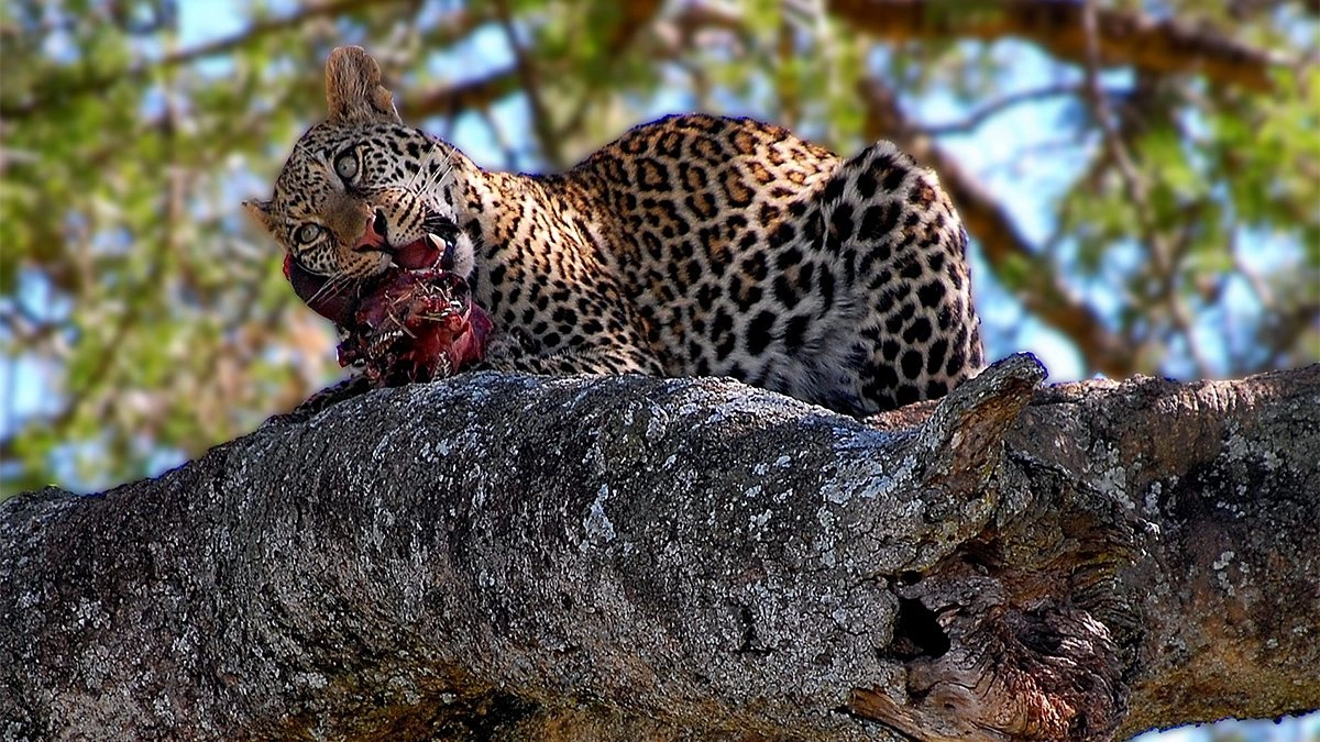 7-Day Luxury All-Inclusive Epic Safari