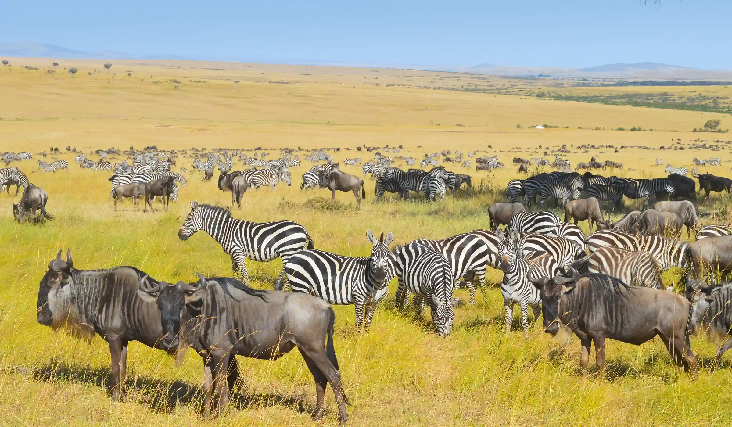 7- Day Mid- Range Epic Adventure ( Serengeti 3 Nights)