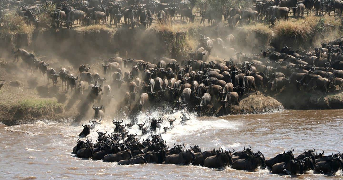 8- Day Mid-Range Mara River Great Migration ( July- October)