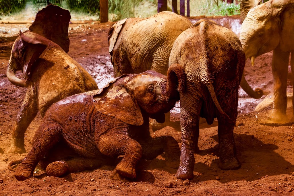 8 Days 7 Nights Nairobi-Maasai Mara-Naivasha-Amboseli Safari