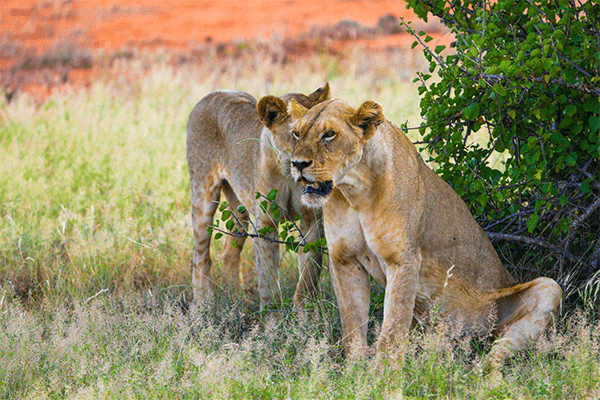 8 Days Best Of Kenya Safaris