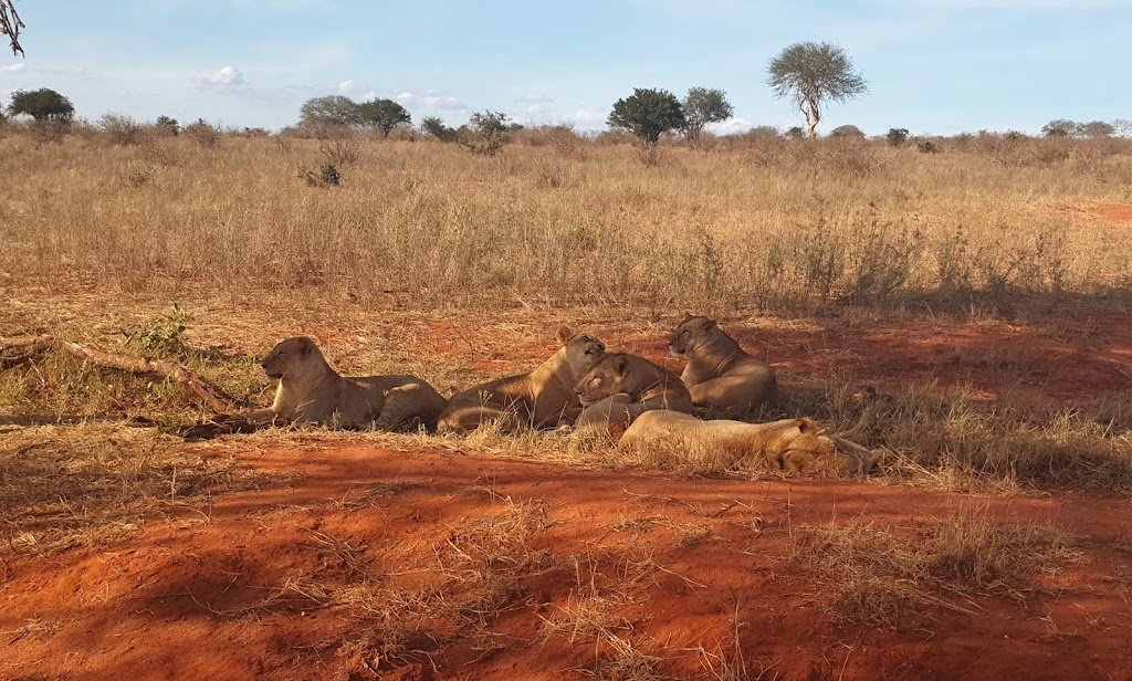 8 Days Best Of Kenya Safaris