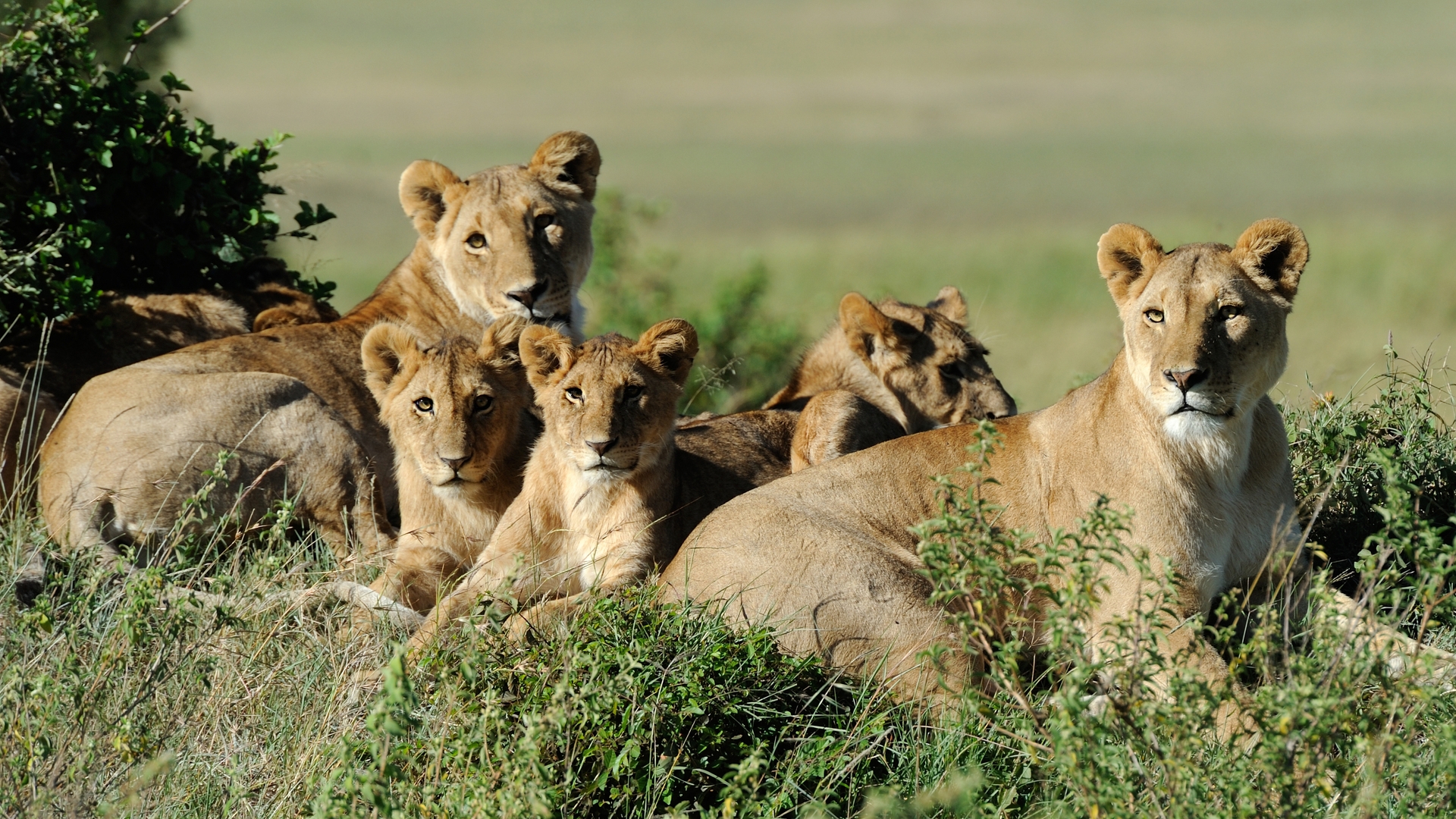 8 Days Kenya Big Five Ultimate Safari