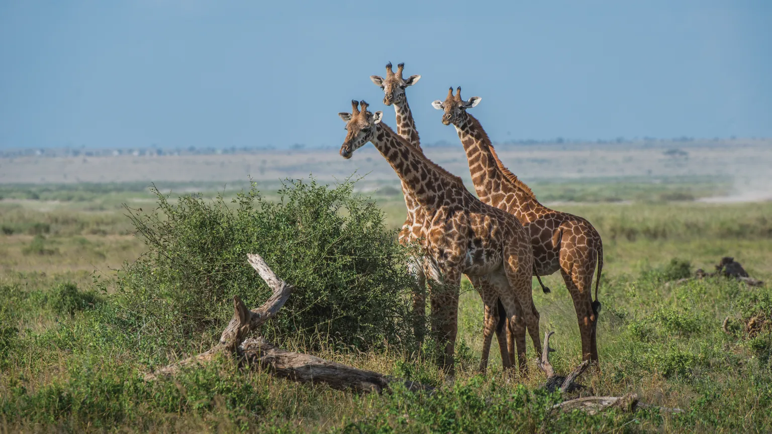 8 Days Kenya Highlands To Savannah Safari