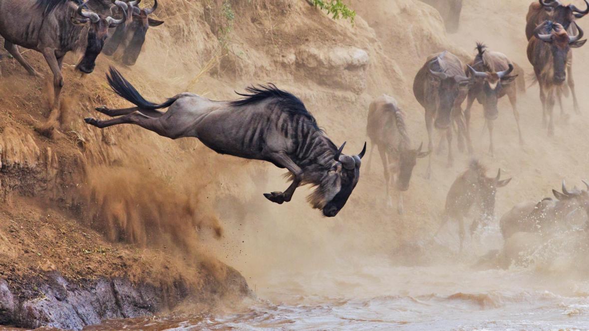 Masai Mara Wildebeests Migration 2026