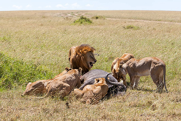 Masai Mara Wildebeests Migration 2026